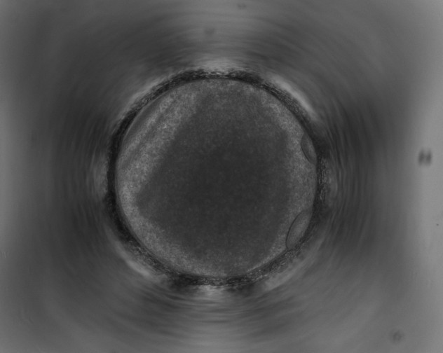 X0000100850496200807070936