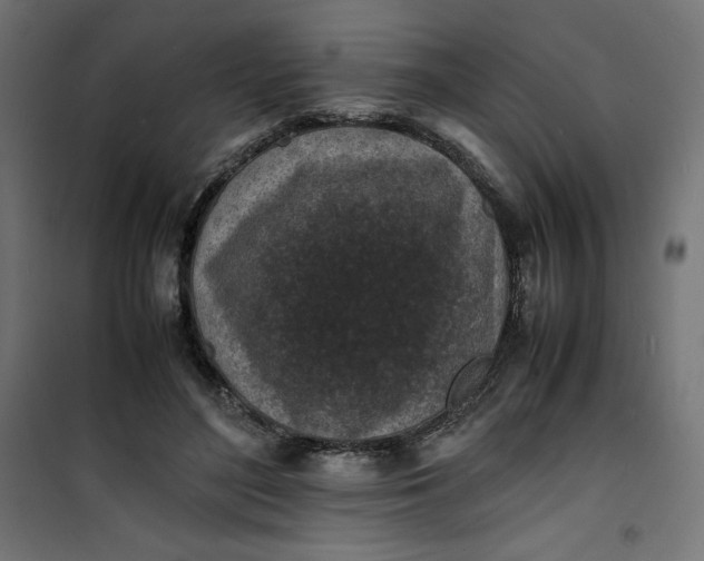 X0000100850500200807070936