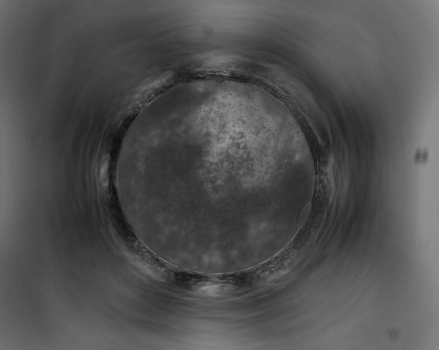 X0000100850504200807070936