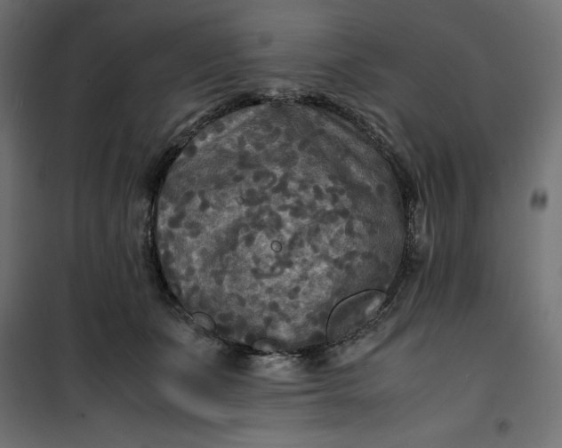 X0000100850511200807070936