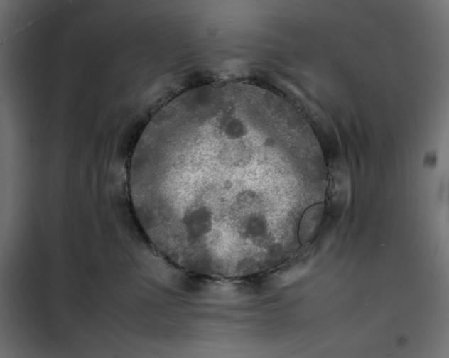 X0000100850523200807070936