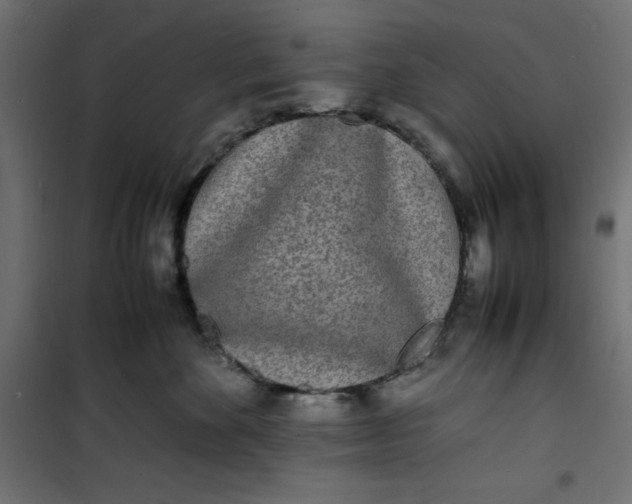 X0000100850524200807070936