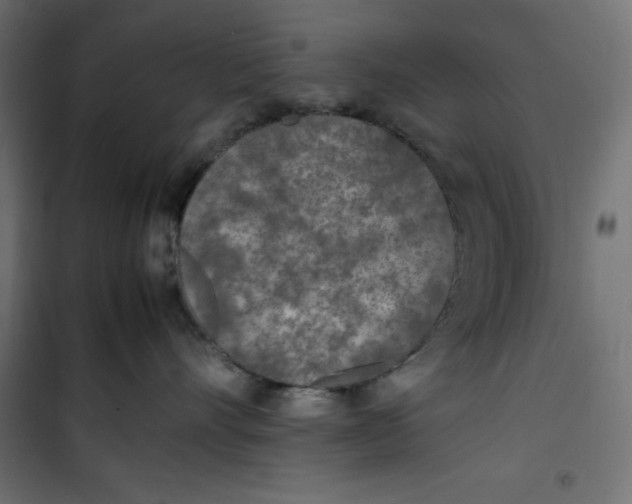 X0000100850528200807070936