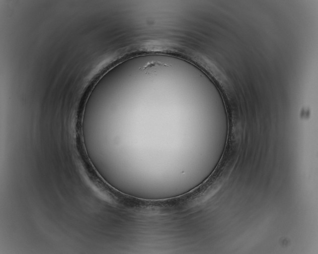 X0000100850530200807070935