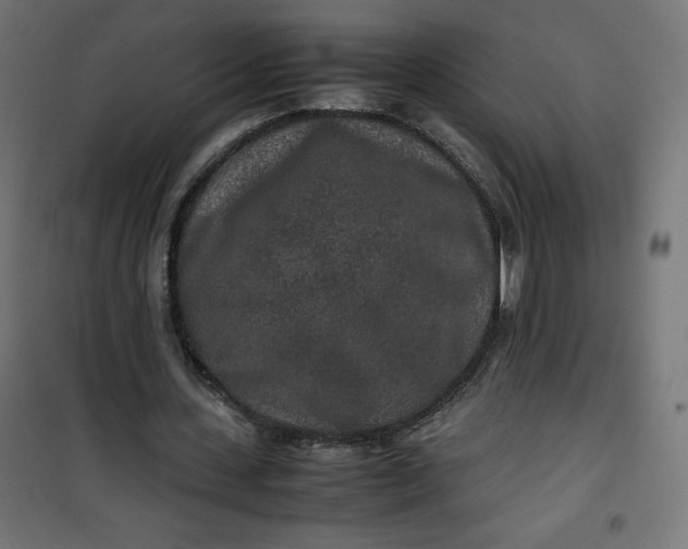 X0000100850531200807070935