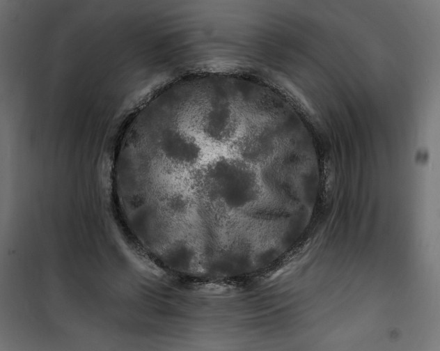 X0000100850542200807070935