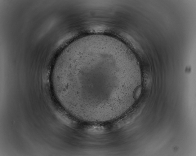 X0000100850543200807070936