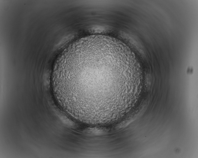 X0000100850545200807070936