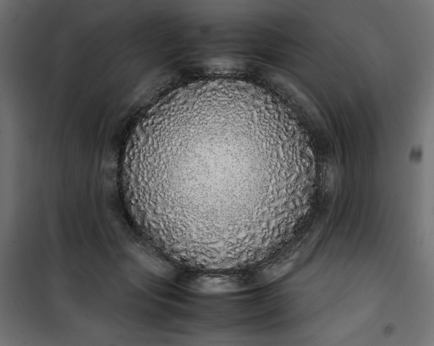 X0000100850557200807070936