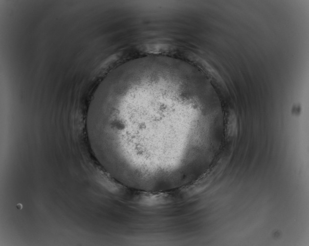 X0000100850569200807070936