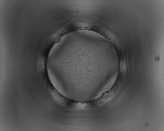 X0000100850570200807070936