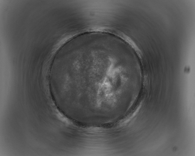 X0000100850577200807070935