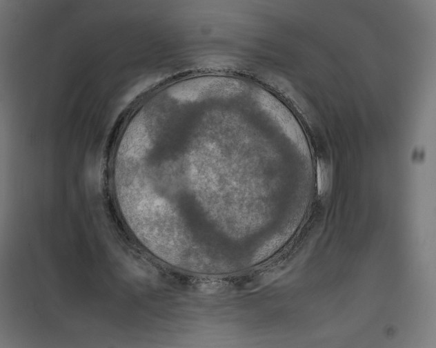 X0000100850579200807070935