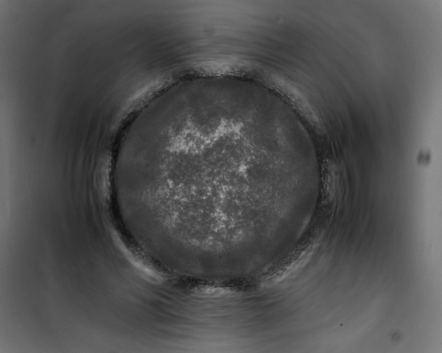 X0000100850590200807070935