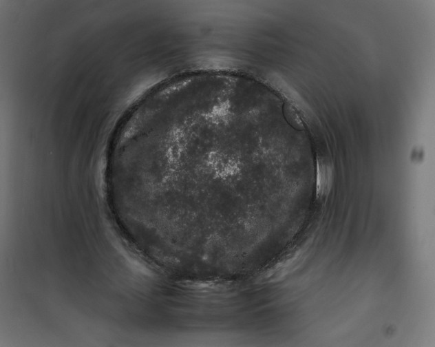 X0000100850627200807070934