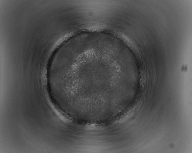 X0000100850634200807070934