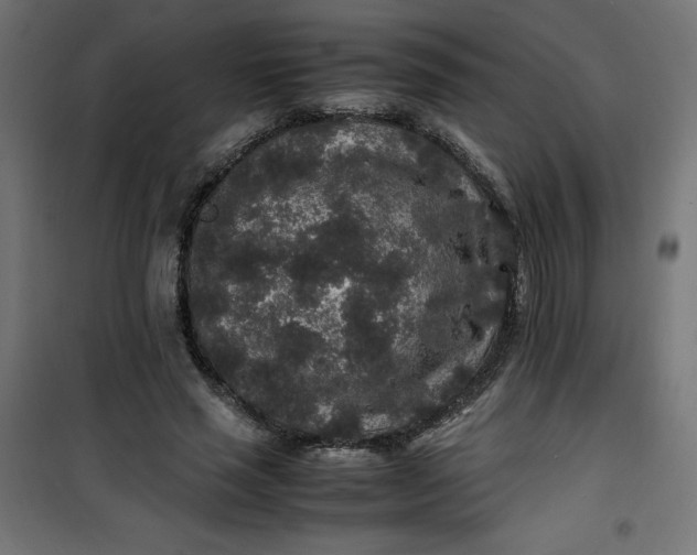 X0000100850637200807070934