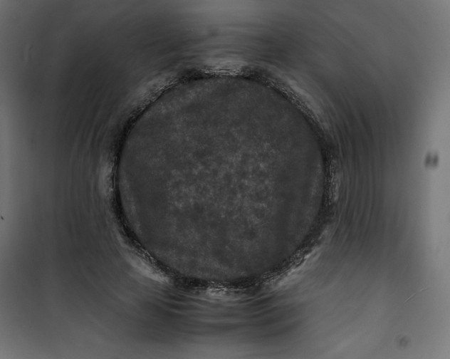 X0000100850641200807070934