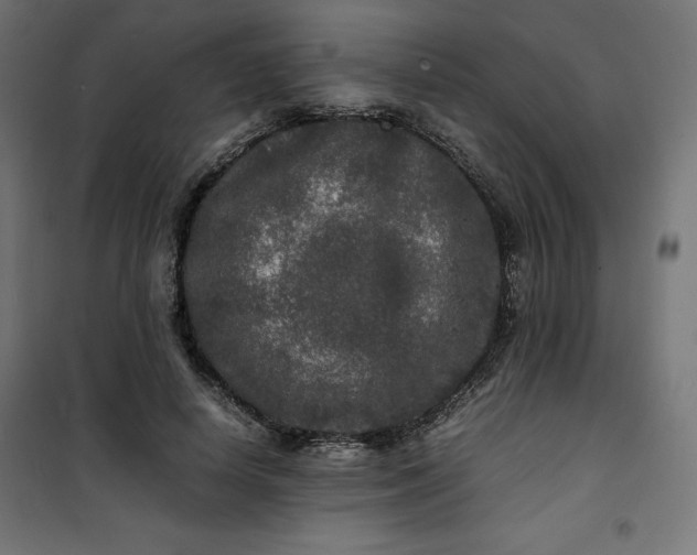 X0000100850642200807070934