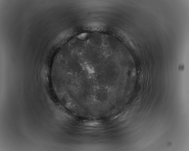 X0000100850643200807070934