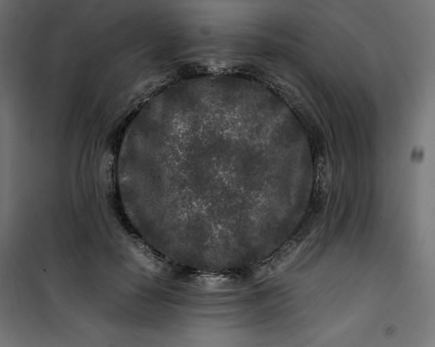 X0000100850650200807070934