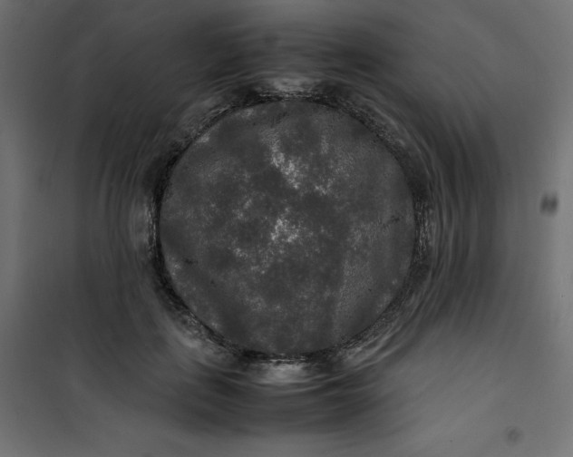 X0000100850651200807070934