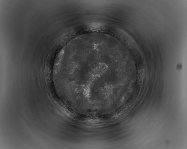 X0000100850653200807070934