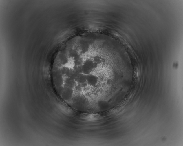 X0000100850663200807070934