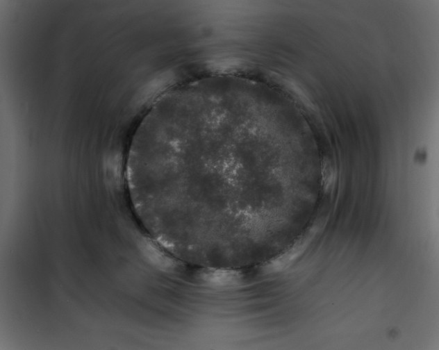 X0000100850670200807070934