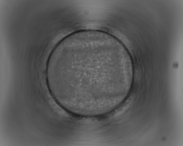 X0000100850673200807070934