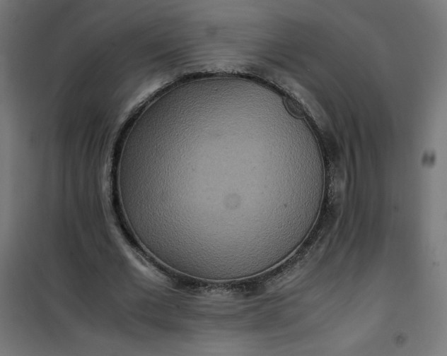 X0000100850677200807070933