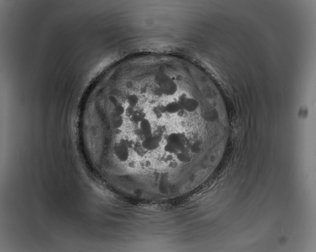 X0000100850679200807070933