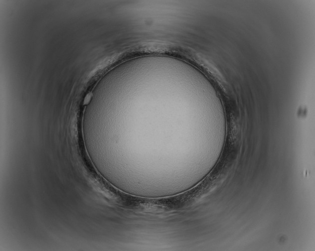 X0000100850681200807070933