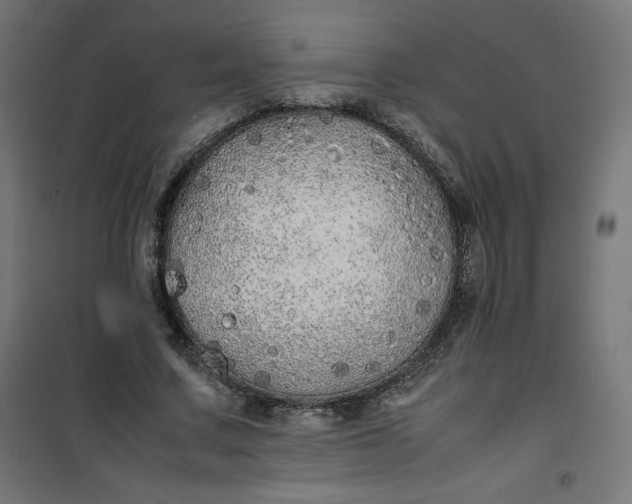 X0000100850683200807070933