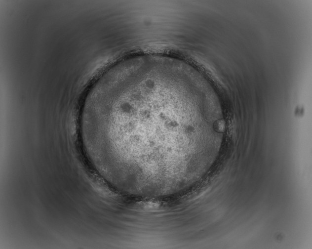 X0000100850687200807070933