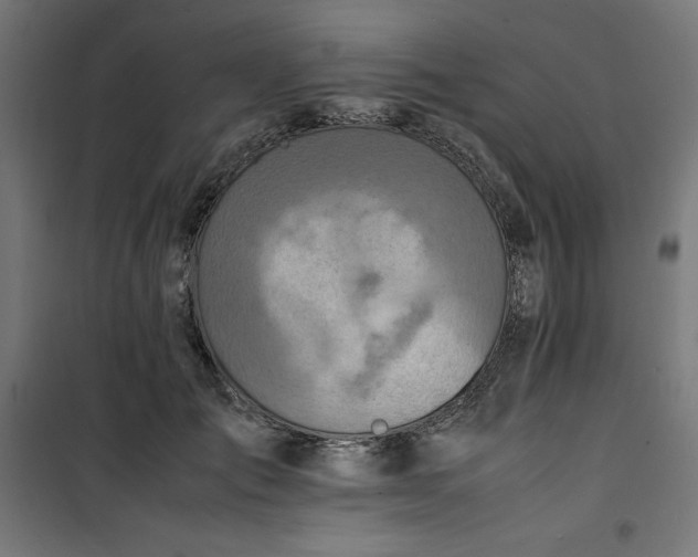 X0000100850701200807070933