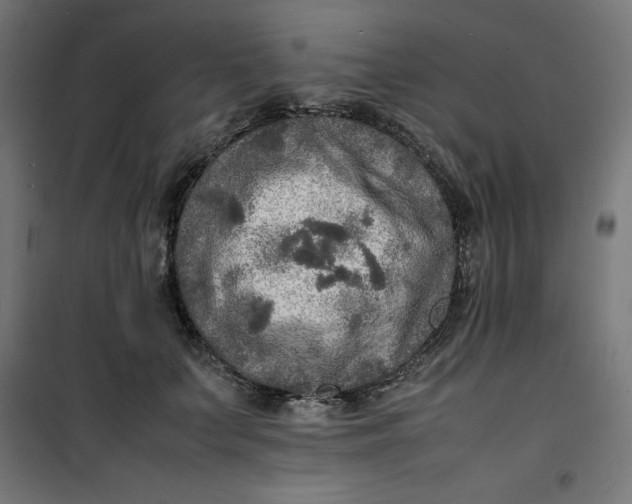 X0000100850703200807070933