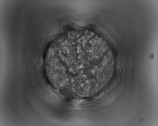 X0000100850711200807070933