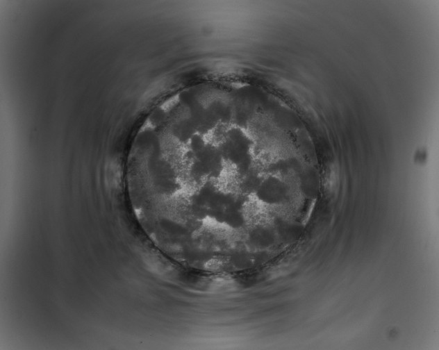 X0000100850715200807070933