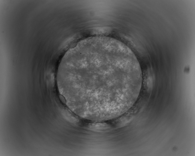 X0000100850716200807070933