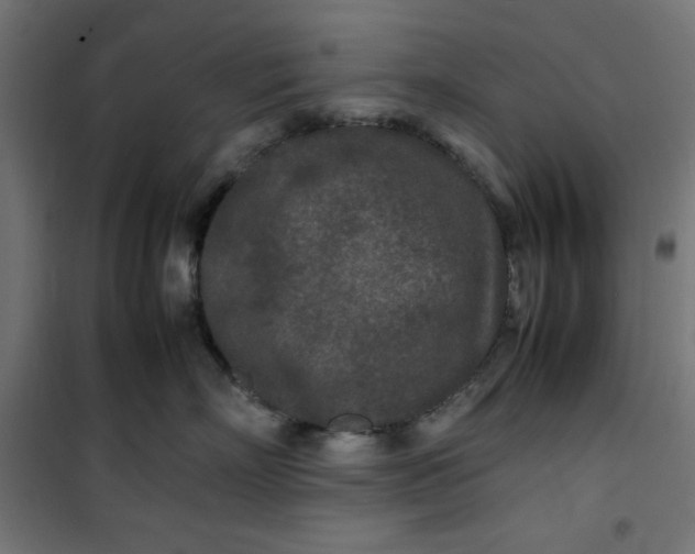 X0000100850718200807070933