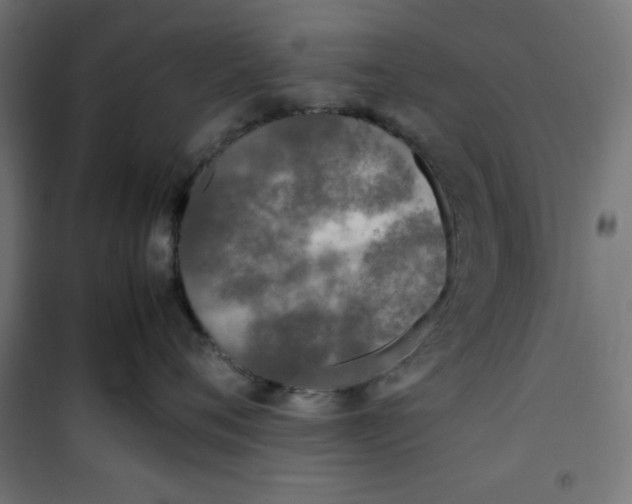 X0000100850720200807070933