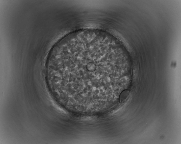 X0000100850721200807070932