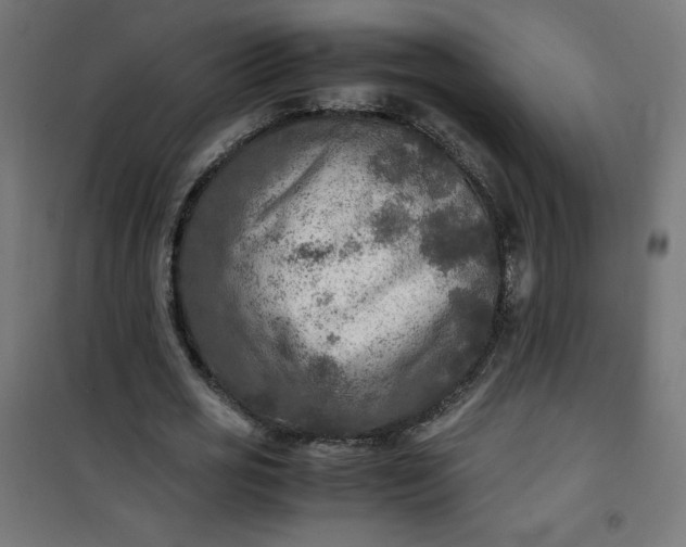 X0000100850725200807070932