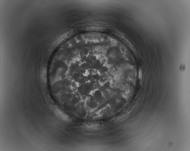 X0000100850729200807070932