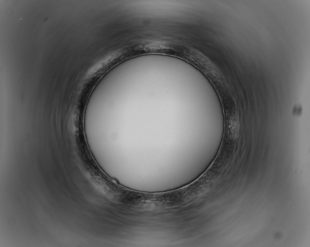 X0000100850732200807070932