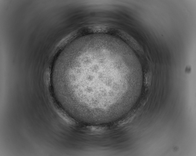 X0000100850733200807070932