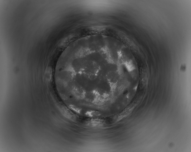 X0000100850758200807070933