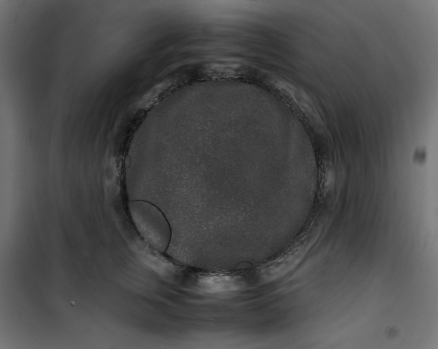 X0000100850759200807070933