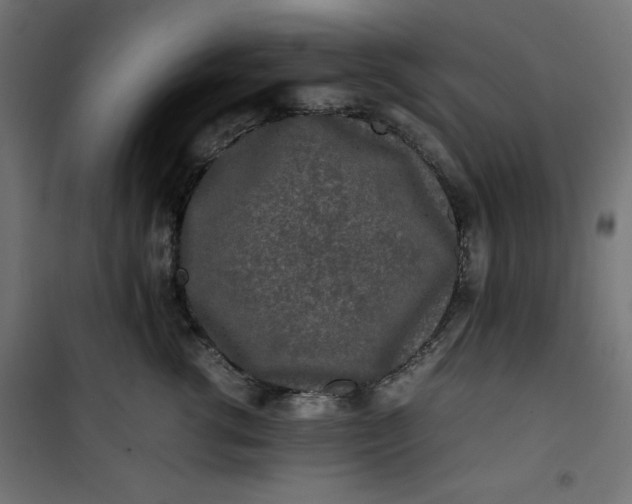 X0000100850762200807070933